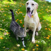 Thumbnail photo of Waylon #2