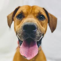 Thumbnail photo of Leo #1