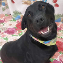 Thumbnail photo of Umbra #3