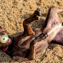 Thumbnail photo of Honey #2