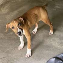 Thumbnail photo of SargeantZombo #1