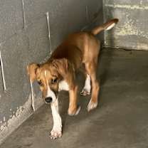 Thumbnail photo of SargeantZombo #2