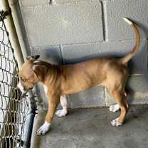 Thumbnail photo of SargeantZombo #3