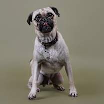 Thumbnail photo of Tilley #3