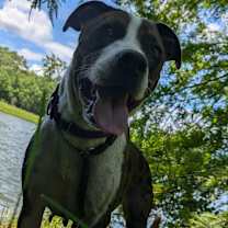 Thumbnail photo of Nala 28029 #2