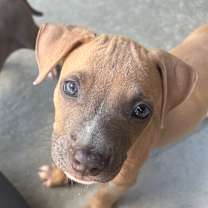 Thumbnail photo of HUEY #2