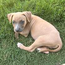 Thumbnail photo of HUEY #3