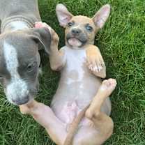 Thumbnail photo of HUEY #4