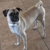 Thumbnail photo of Puddin' #2