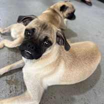 Thumbnail photo of Puddin' #1