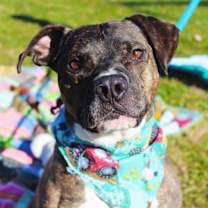 Thumbnail photo of Russo #2