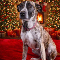 Thumbnail photo of Jingle #1