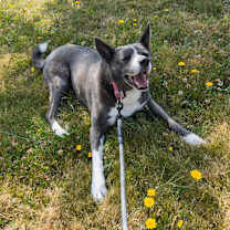 Thumbnail photo of Mukgoo #3