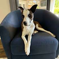 Thumbnail photo of Chopper #1