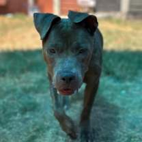 Thumbnail photo of Princess Pancake Stack #1