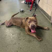 Thumbnail photo of Princess Pancake Stack #3