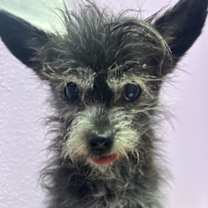 Thumbnail photo of 58989373 #2