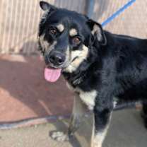 Thumbnail photo of Chowder* #1