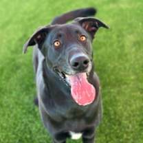 Thumbnail photo of BRIA #1