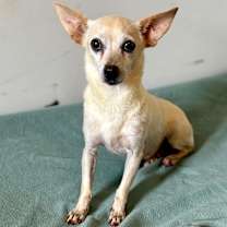 Thumbnail photo of Custard #1