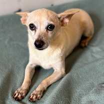 Thumbnail photo of Custard #2