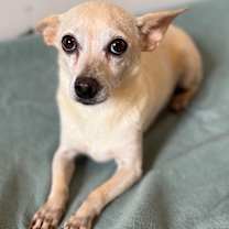 Thumbnail photo of Custard #3