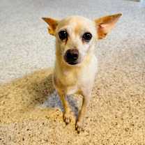 Thumbnail photo of Custard #4