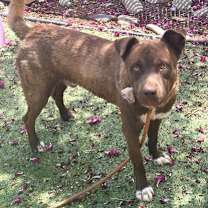 Thumbnail photo of Paddington* #2