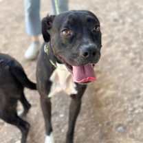 Thumbnail photo of Roxy #2