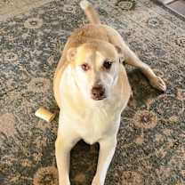 adopt-pet