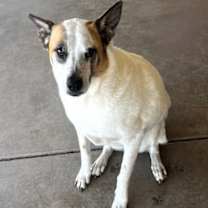 adopt-pet