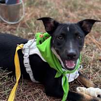 Thumbnail photo of Rosie #1