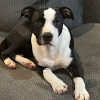 Thumbnail photo of Tillie #1