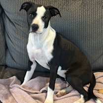 Thumbnail photo of Tillie #2