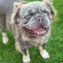 adopt-pet