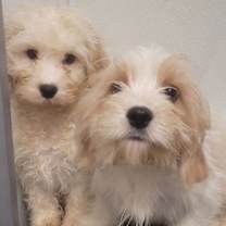 Thumbnail photo of CAVACHON #1