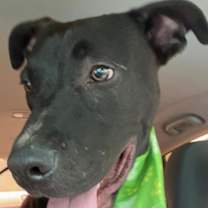 Thumbnail photo of ATLAS FOSTER #1