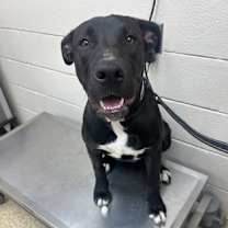 Thumbnail photo of ATLAS FOSTER #3