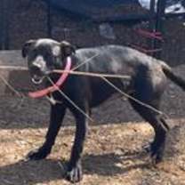 Thumbnail photo of Nala FOSTER #3