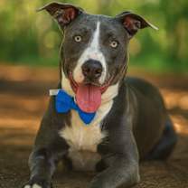 adopt-pet