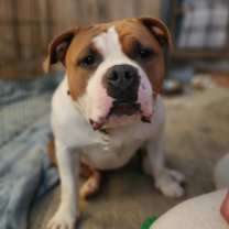 adopt-pet