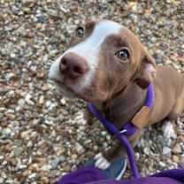 Thumbnail photo of Brownie #1