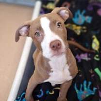 Thumbnail photo of Brownie #2