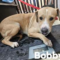 Thumbnail photo of Bobby #2