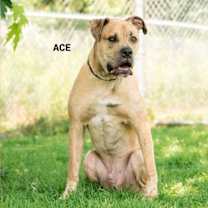 adopt-pet