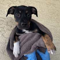 adopt-pet