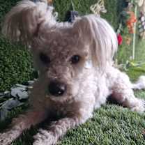 Thumbnail photo of Pickles #1