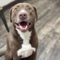 Thumbnail photo of BOHDIE #1