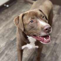 Thumbnail photo of BOHDIE #2