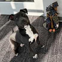 Thumbnail photo of Remi #1